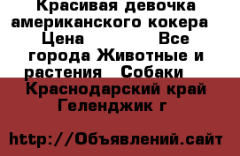 Красивая девочка американского кокера › Цена ­ 35 000 - Все города Животные и растения » Собаки   . Краснодарский край,Геленджик г.